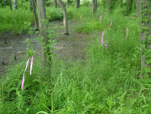 吉姆·朗湿地(jim lang wetlands